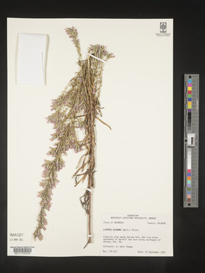 Liatris elegans image