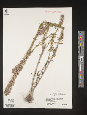 Liatris elegans image