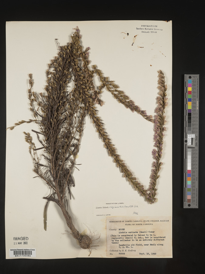 Liatris cokeri image