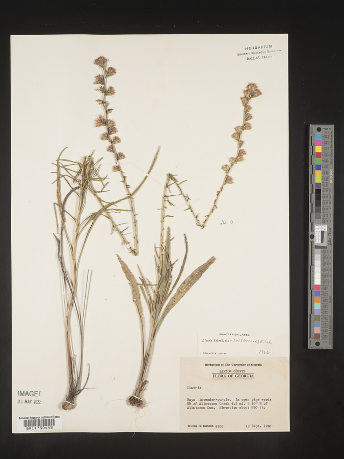Liatris elegantula image