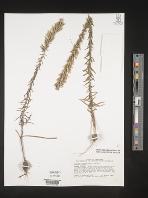 Liatris elegans image