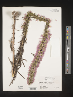 Liatris elegans image