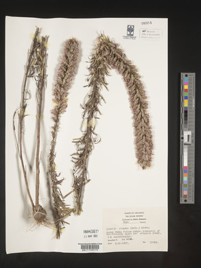 Liatris elegans image