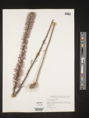 Liatris elegans image