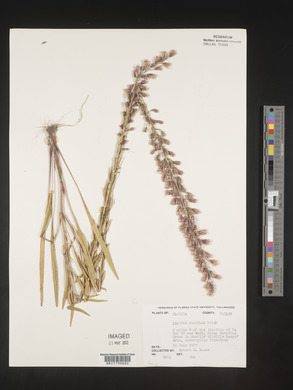 Liatris gracilis image