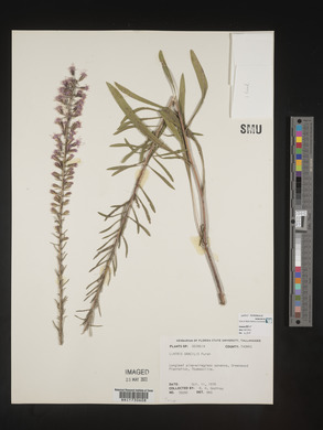 Liatris gracilis image