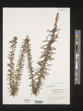 Liatris gracilis image
