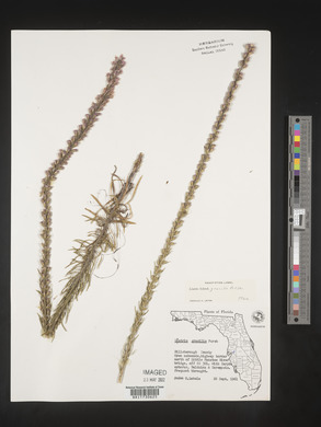 Liatris gracilis image