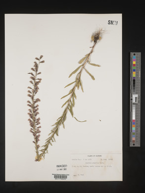 Liatris gracilis image