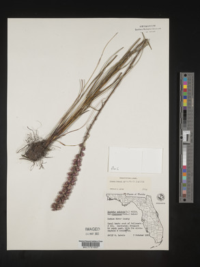 Liatris spicata image