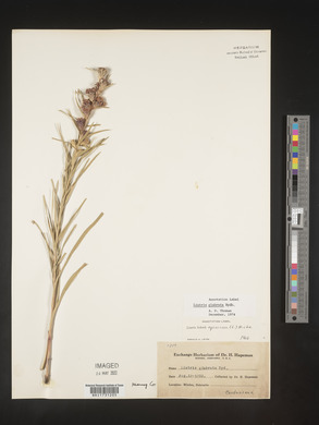 Liatris squarrosa image