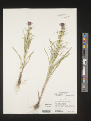 Liatris squarrosa image