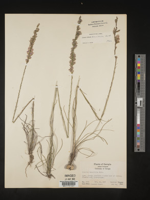 Liatris tenuifolia image