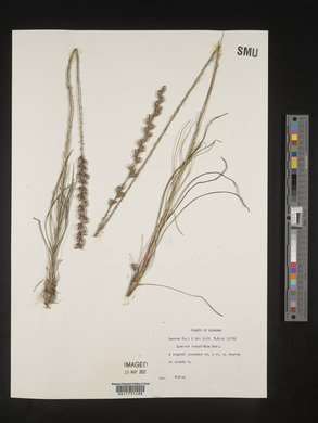 Liatris tenuifolia image