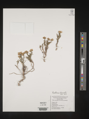 Xanthisma rhizomatum image