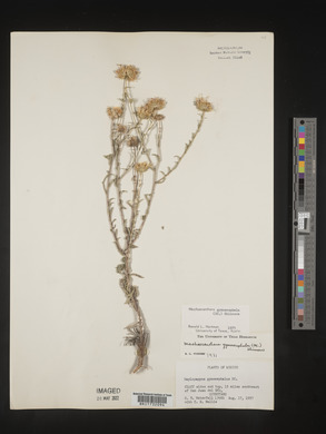 Machaeranthera blephariphylla image