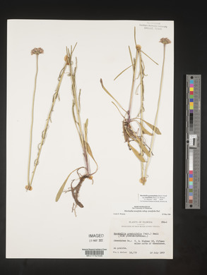 Marshallia graminifolia subsp. tenuifolia image