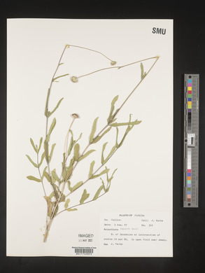 Melanthera ligulata image