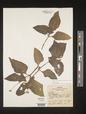 Image Associated With the Occurence