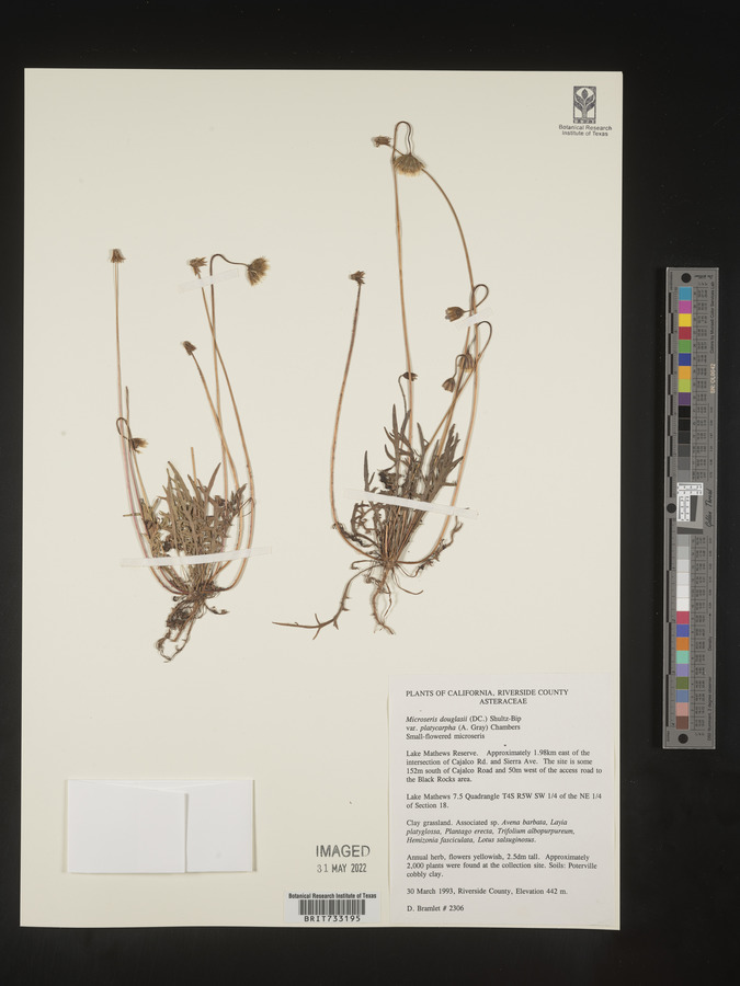 Microseris douglasii subsp. platycarpha image