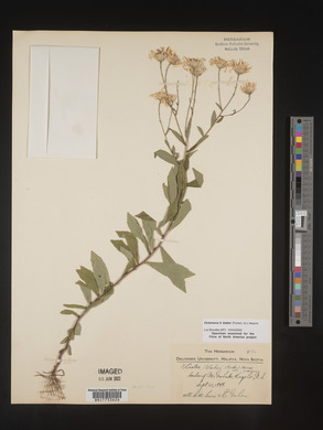 Image of Oclemena × blakei