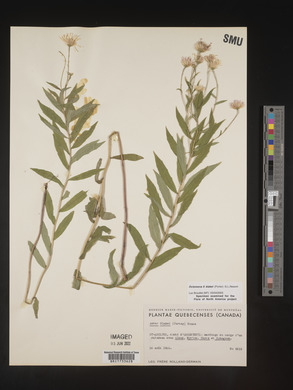 Oclemena × blakei image