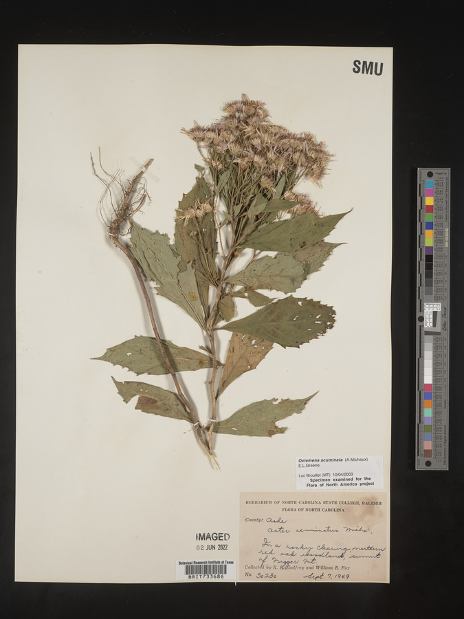 Oclemena acuminata image