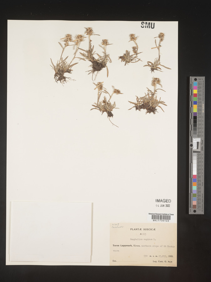 Omalotheca supina image