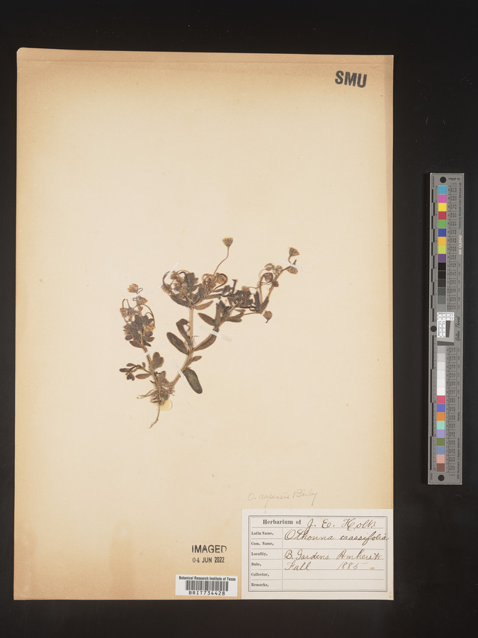 Othonna capensis image