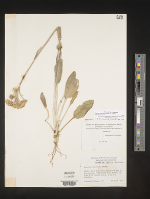 Packera tomentosa image