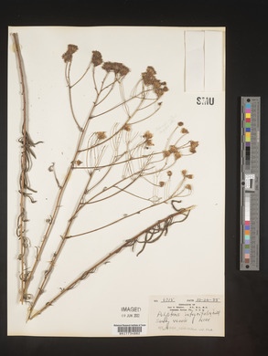 Palafoxia integrifolia image