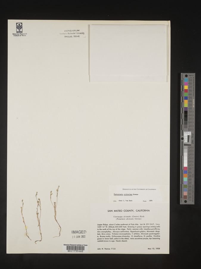 Pentachaeta alsinoides image