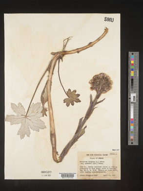 Petasites frigidus var. palmatus image