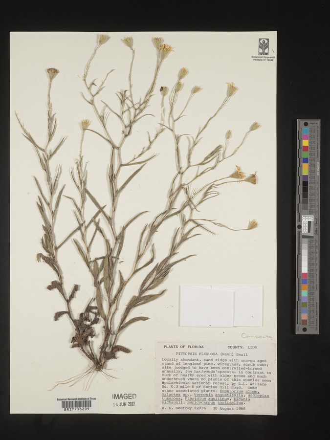 Pityopsis flexuosa image
