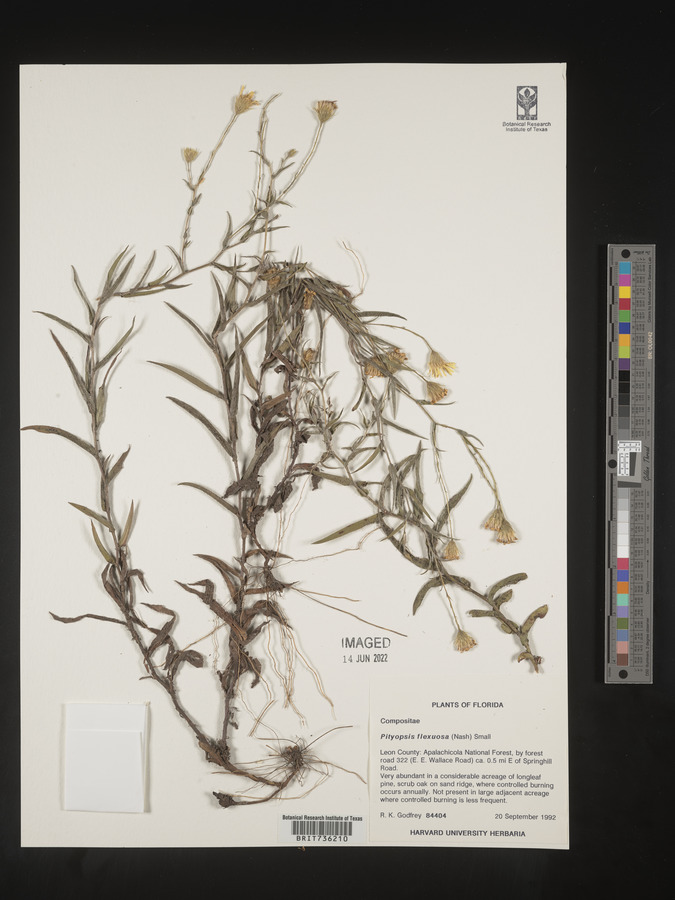 Pityopsis flexuosa image