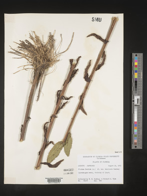 Pluchea foetida var. imbricata image