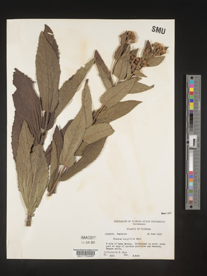 Pluchea longifolia image