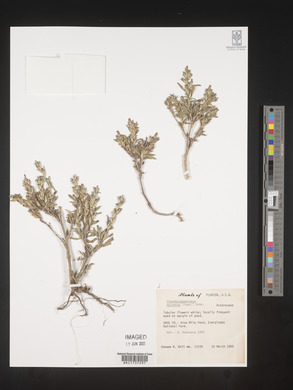 Pseudelephantopus spicatus image