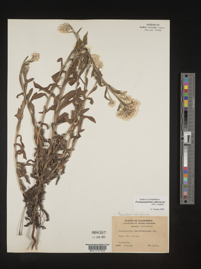 Pseudognaphalium californicum image