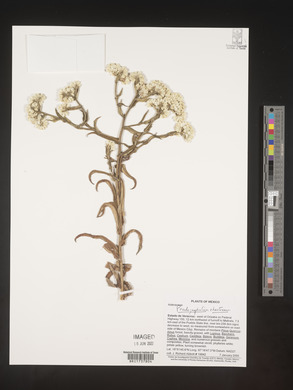 Pseudognaphalium chartaceum image