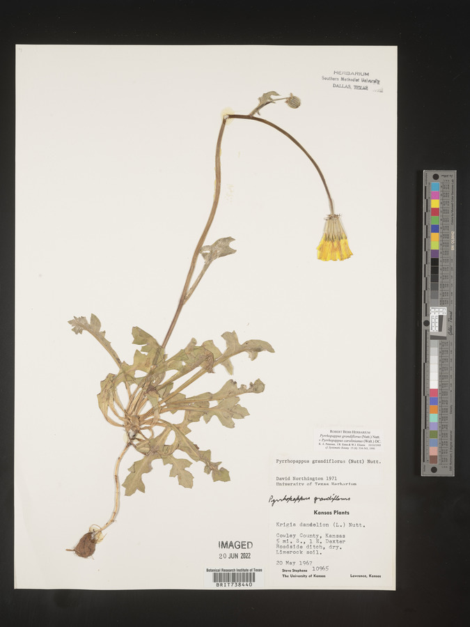Pyrrhopappus grandiflorus image