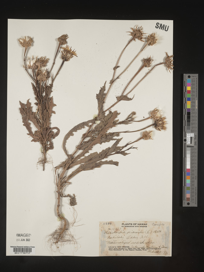 Reichardia picroides image