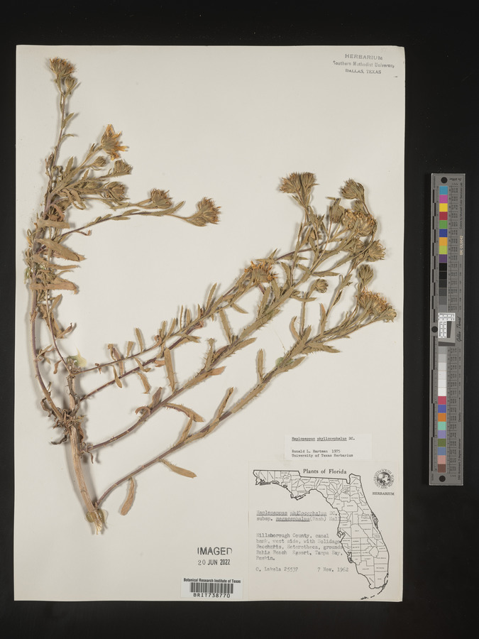 Rayjacksonia phyllocephala image