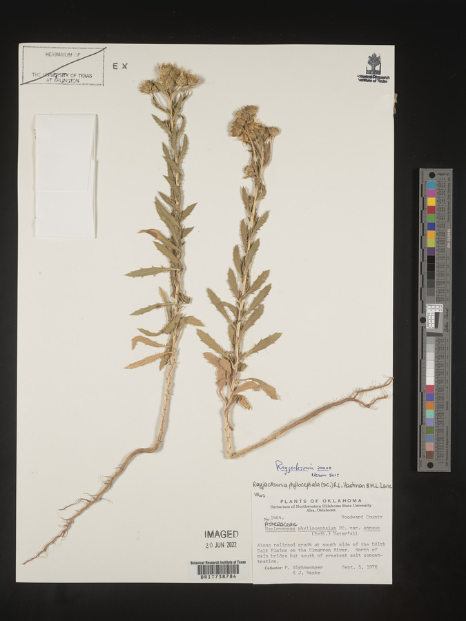 Rayjacksonia annua image