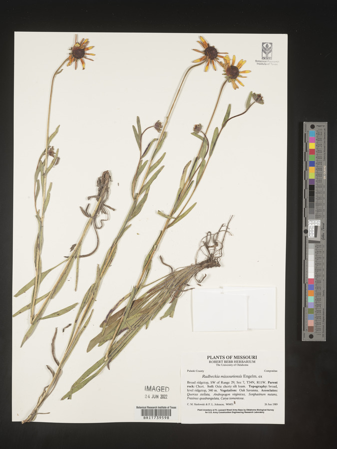 Rudbeckia missouriensis image
