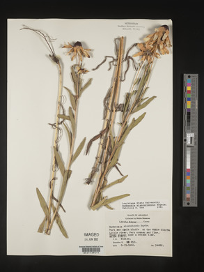 Rudbeckia missouriensis image