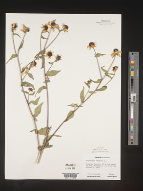 Rudbeckia triloba image