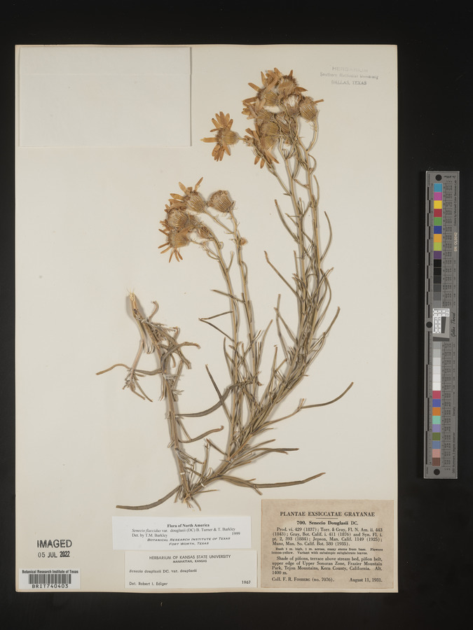 Senecio flaccidus var. douglasii image