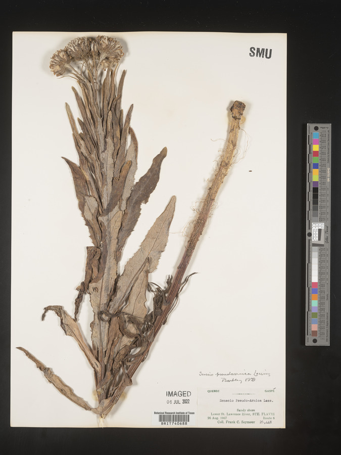 Senecio pseudoarnica image