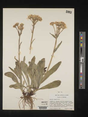 Senecio lugens image